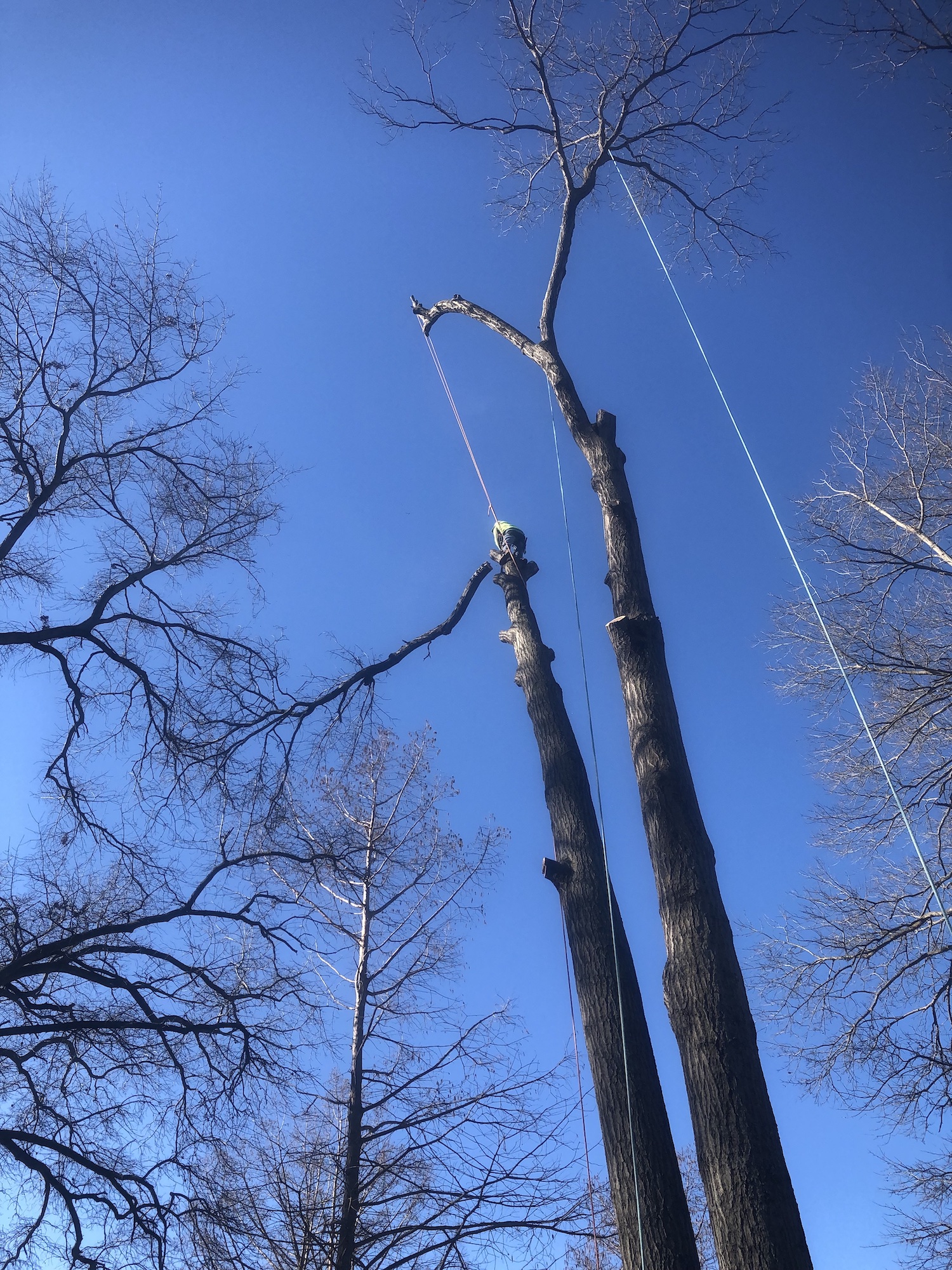 St Louis tree trimming removal services