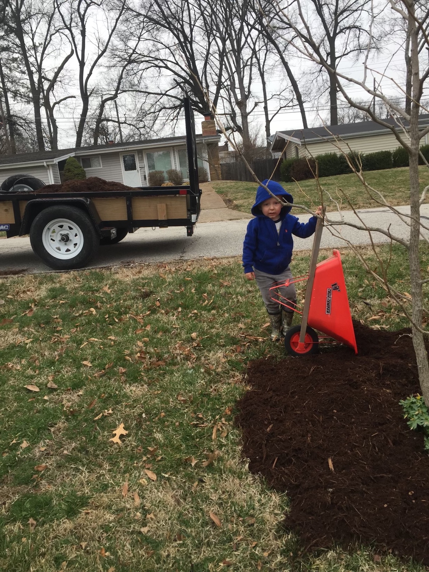 St Louis tree trimming removal services