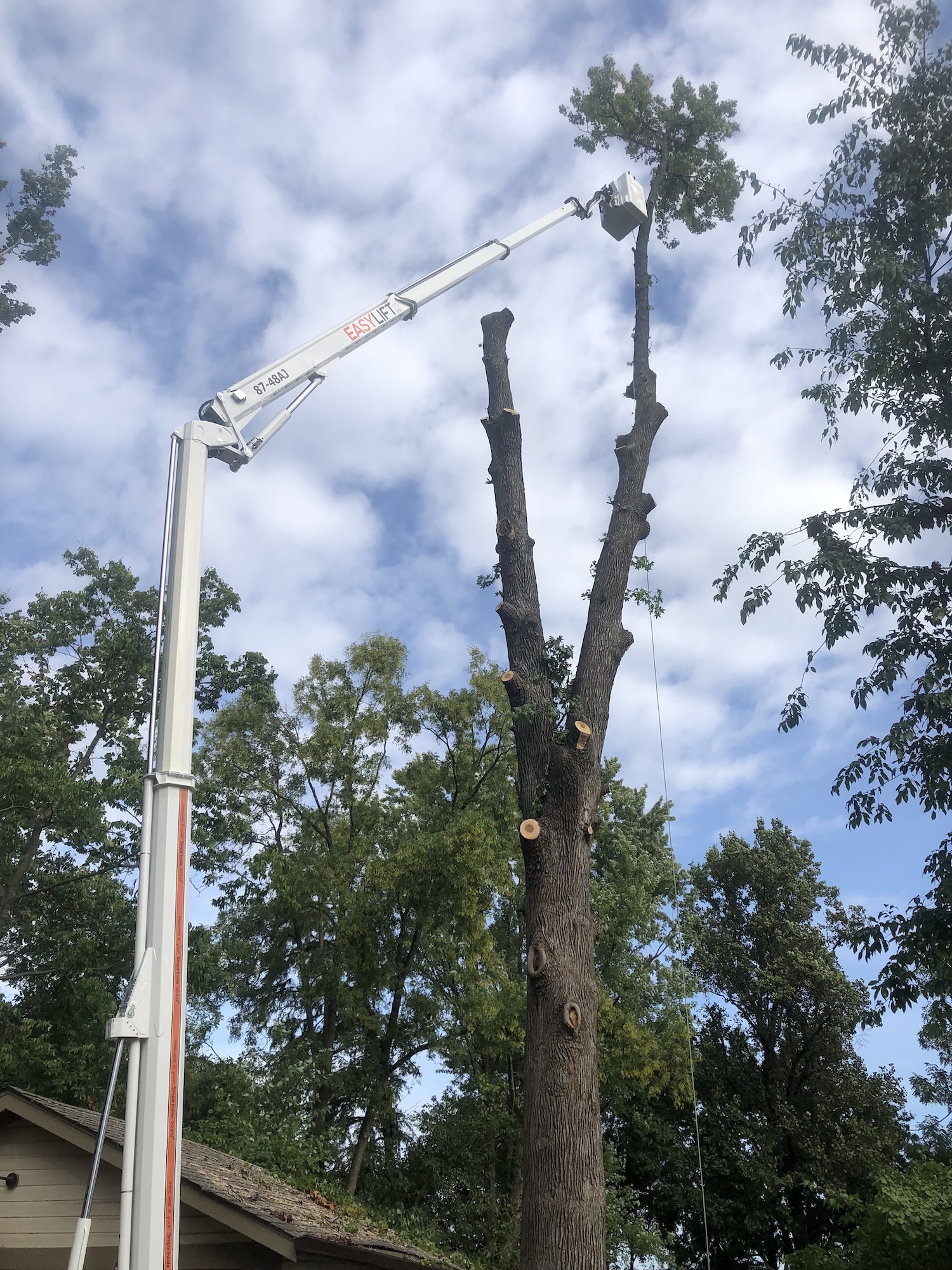 St Louis tree trimming removal services